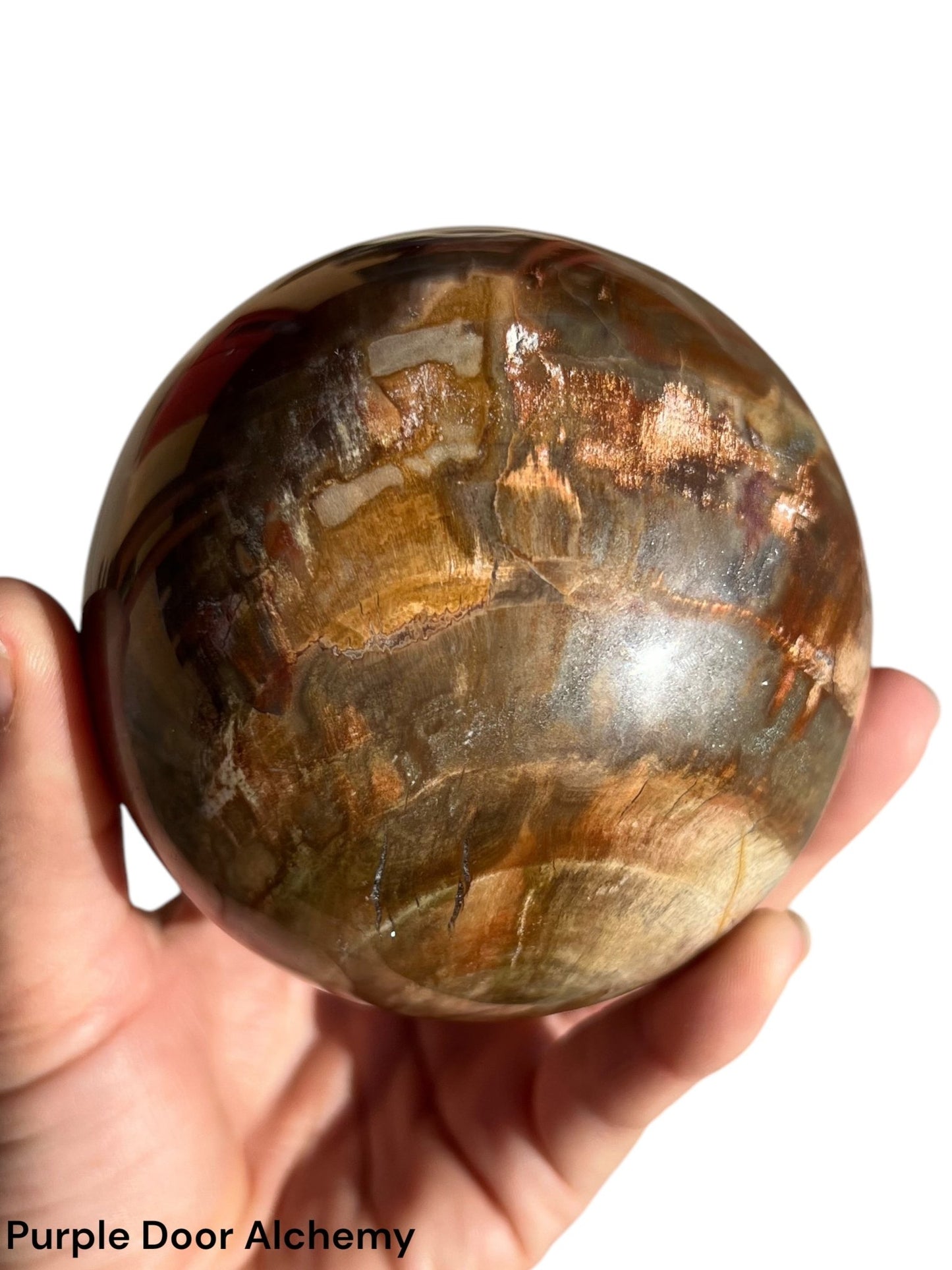 3.8 inch Rainbow Petrified Wood Sphere - Purple Door Alchemy