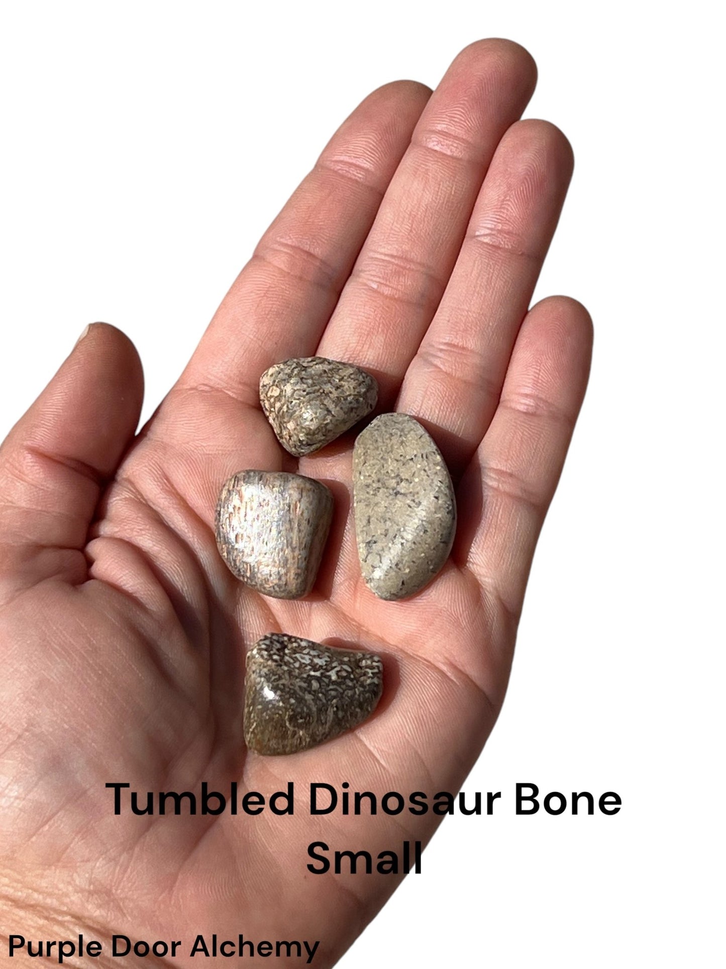 Tumbled Dinosaur Bone - Purple Door Alchemy