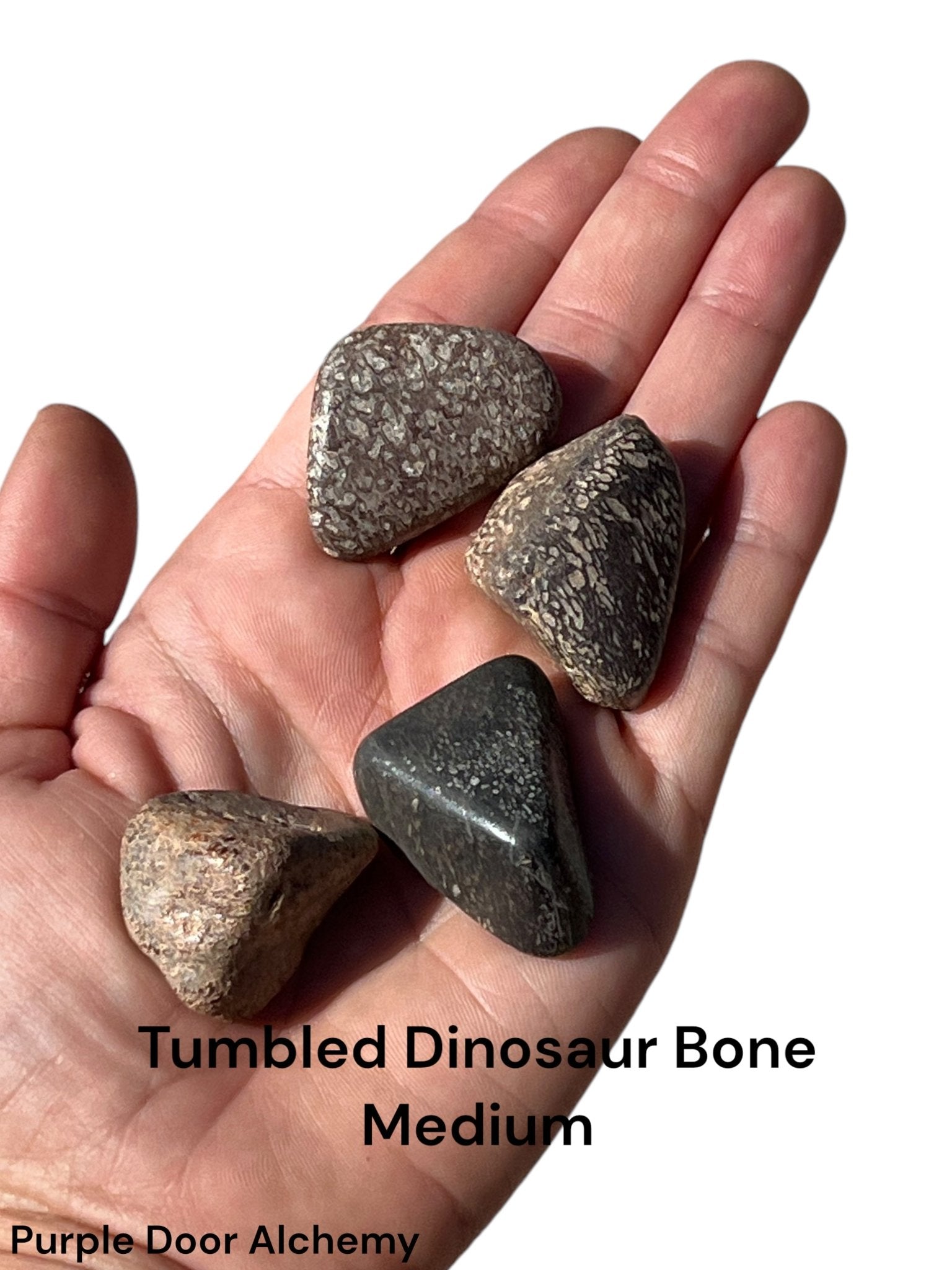 Tumbled Dinosaur Bone - Purple Door Alchemy